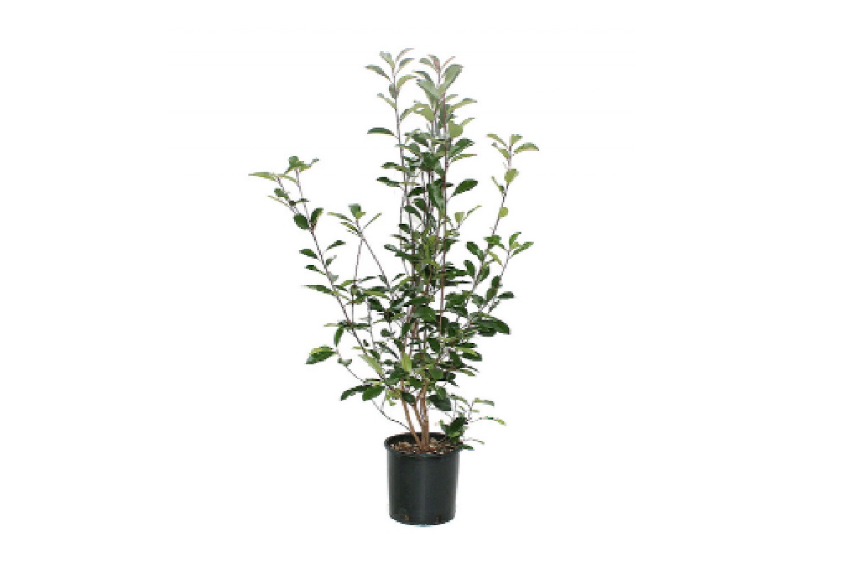Glanzmispel – Photinia